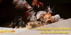 Đá gà cựa dao