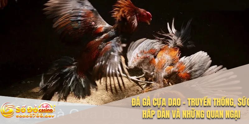 Đá Gà Cựa Dao - Truyền Thống, Sức Hấp Dẫn và Những Quan Ngại 1 Đá gà cựa dao