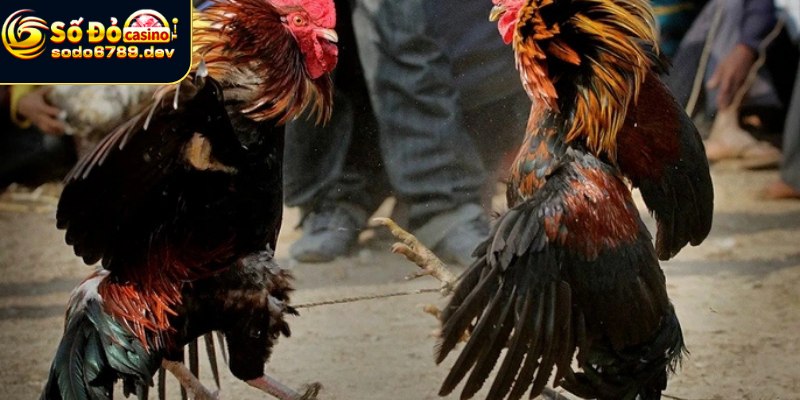 Chơi đá gà với chiến thuật siêu hiệu quả