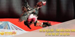 Đá gà cựa sắt