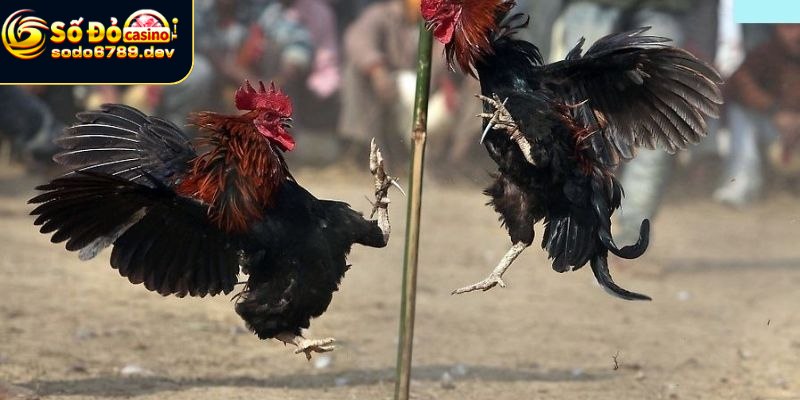 Đá Gà Sodo6789 - Hình Thức Giải Trí Online Đầy Kịch Tính 2 Lý do đá gà thu hút đông đảo người chơi