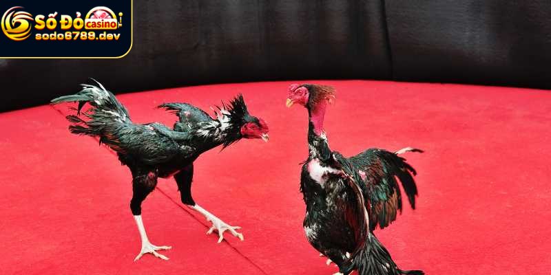 Đá Gà Sodo6789 - Hình Thức Giải Trí Online Đầy Kịch Tính 3 Cách chơi và lưu ý quan trọng khi đá gà