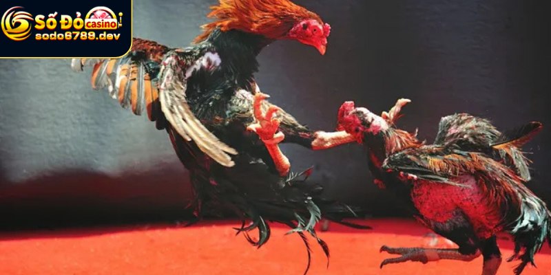 Đá Gà Sodo6789 - Hình Thức Giải Trí Online Đầy Kịch Tính 4 Lợi ích đá gà mang đến cho người chơi