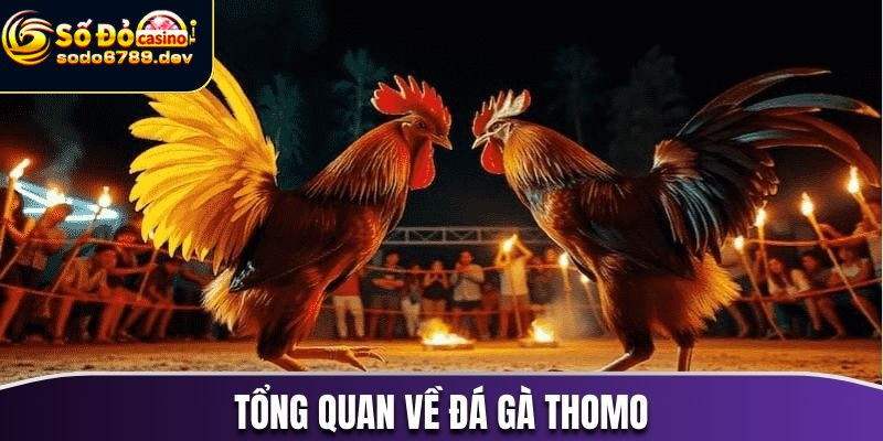 Đá Gà Thomo - Đặc Điểm, Lý Do Yêu Thích Và Cách Chọn Gà 2 Đá gà Thomo - Trò chơi giải trí kịch tính