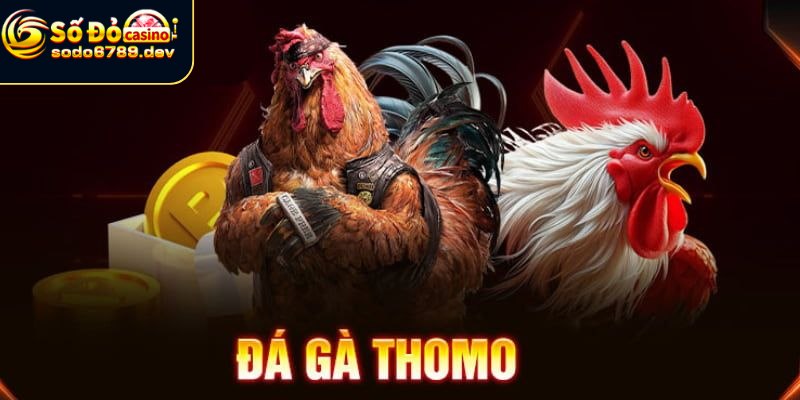 Đá Gà Thomo - Đặc Điểm, Lý Do Yêu Thích Và Cách Chọn Gà 3 Lý do gà Thomo được nhiều người chọn thi đấu