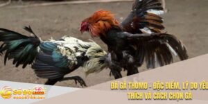 Đá gà Thomo